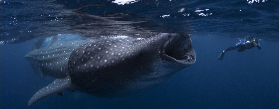 La experiencia del nado con el tiburn ballena en Holbox