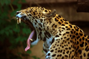 Jaguar, Foto: en.wikipedia.org