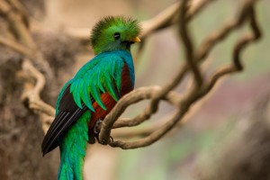 quetzal, Foto: www.latitud21.com.mx