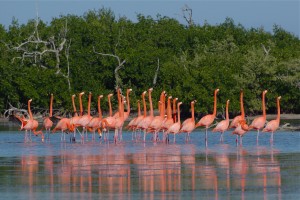 Flamingos en Río Lagartos, Foto: www.happyholidays.com.mx
